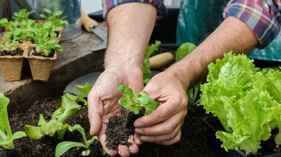 Programa Municipal de Horta Dom&eacute;stica e Escolar