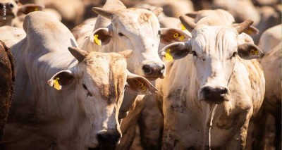 Posto Municipal de defesa Agropecu&aacute;ria